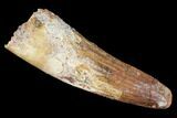 Spinosaurus Tooth - Real Dinosaur Tooth #96514-1